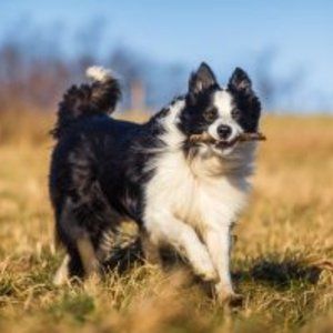 Meet your Posher, Zack